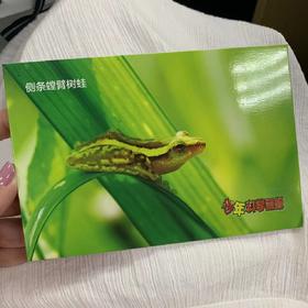 动物明信片（赠品勿拍）