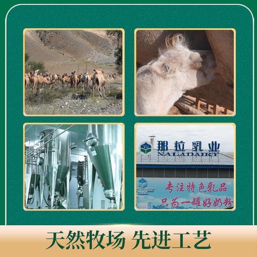 100%生驼乳 父亲节多送一罐【金驼冠全脂纯驼乳粉 】 无添加，0香精   0蔗糖 0防腐剂 300g/罐独立条装驼乳 商品图4