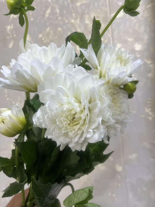 【新花派】大丽花-白色 5枝/扎 商品图2