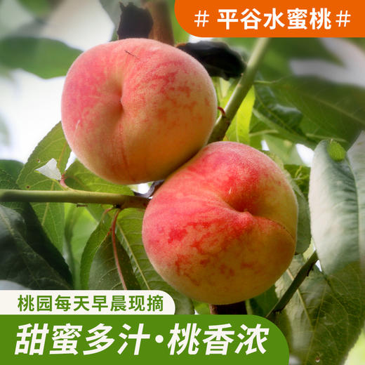 夏日鲜桃尝鲜  平谷水蜜桃 脆甜多汁  桃香味浓  礼盒装 平谷大桃 商品图8