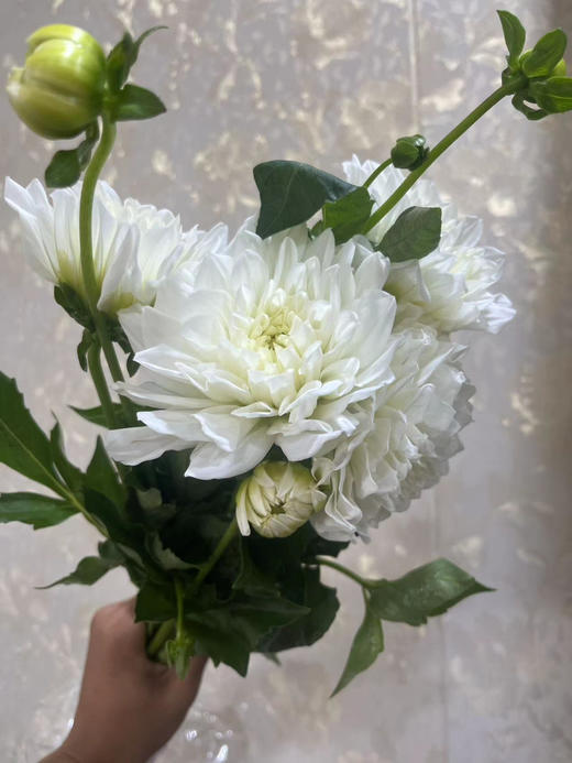 【新花派】大丽花-白色 5枝/扎 商品图1