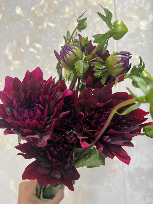 【新花派】大丽花-浪漫夜色（复古红色）5枝/扎 商品图3