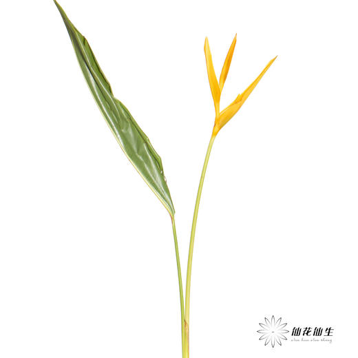 配花 | 黄金鸟【瑕疵不售后】 商品图4