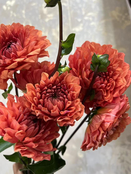 【新花派】大丽花-琳达宝贝（深橙色）5枝/扎 商品图2