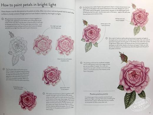 【中商原版】RHS Botanical Art 进口艺术 植物艺术水彩画垫：15 种植物和花卉艺术品供您绘画 商品图6