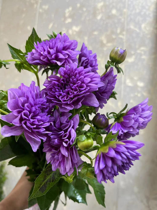【新花派】大丽花-紫色  5枝/扎 商品图3