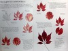 【中商原版】RHS Botanical Art 进口艺术 植物艺术水彩画垫：15 种植物和花卉艺术品供您绘画 商品缩略图5