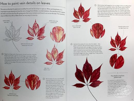 【中商原版】RHS Botanical Art 进口艺术 植物艺术水彩画垫：15 种植物和花卉艺术品供您绘画 商品图5