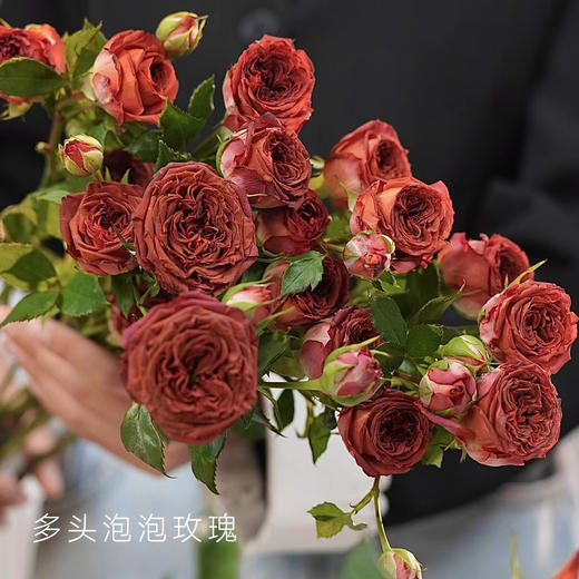 多头玫瑰 巧克力泡泡 10支/扎 云南基地发货 （价格已包含包装费用） 运费以实际为准，多退少补。 商品图3