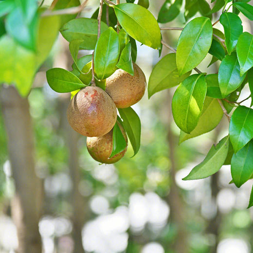优选新品|神农唛有机山茶油高烟点少油烟 500ML植物食用油月子油油茶籽油 商品图4