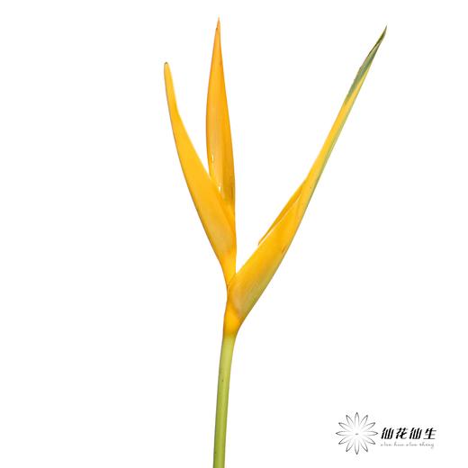 配花 | 黄金鸟【瑕疵不售后】 商品图0