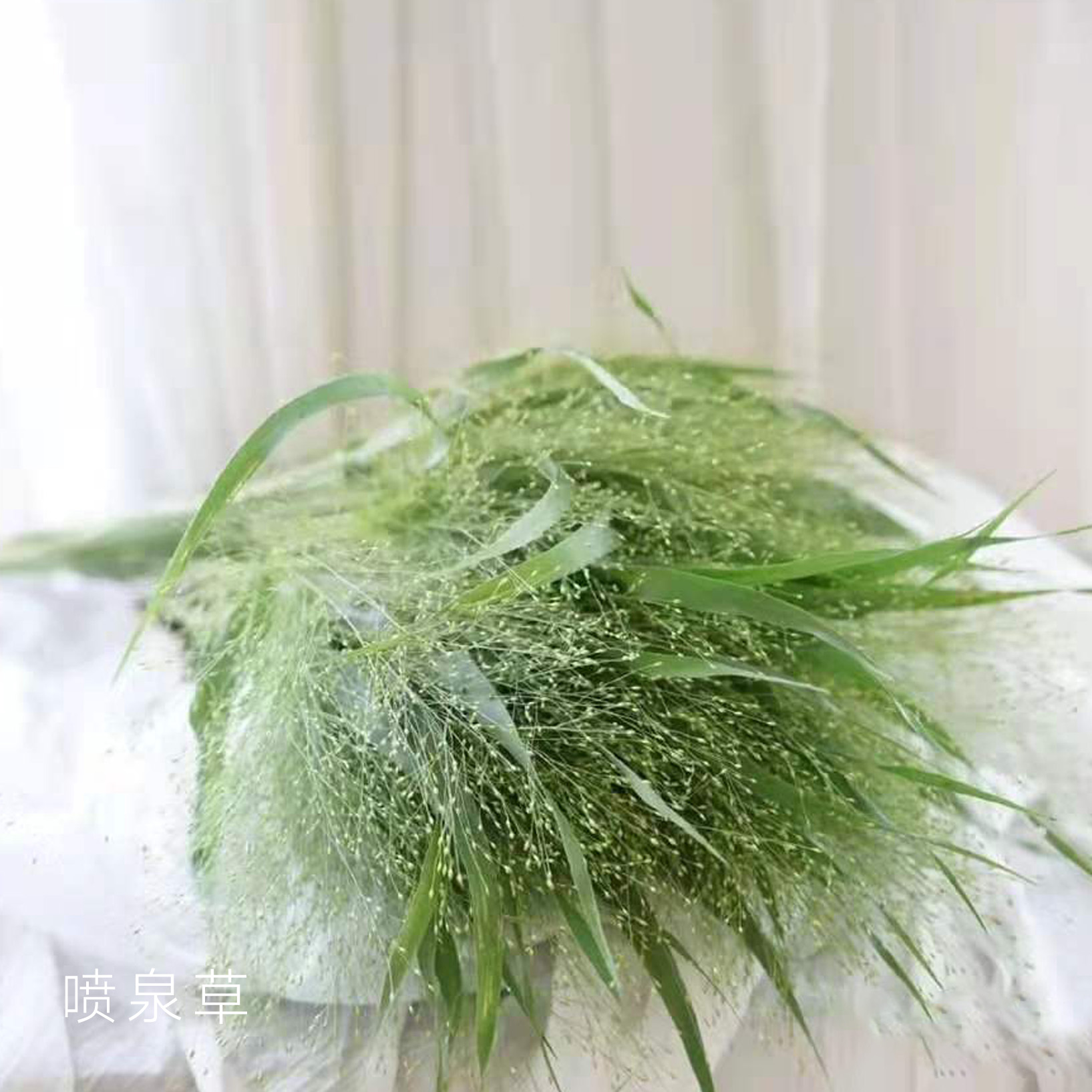 喷泉草 10支/扎 以实物为准 云南基地发货（价格已包含包装费用） 运费以实际为准，多退少补。）