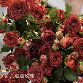 多头玫瑰 巧克力泡泡 10支/扎 云南基地发货 （价格已包含包装费用） 运费以实际为准，多退少补。
