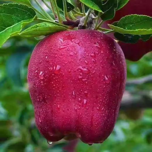 进口红蛇 1000g/份超重部分到店选果补差价 商品图1