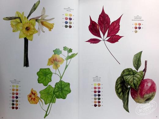 【中商原版】RHS Botanical Art 进口艺术 植物艺术水彩画垫：15 种植物和花卉艺术品供您绘画 商品图7