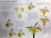 【中商原版】RHS Botanical Art 进口艺术 植物艺术水彩画垫：15 种植物和花卉艺术品供您绘画 商品缩略图4