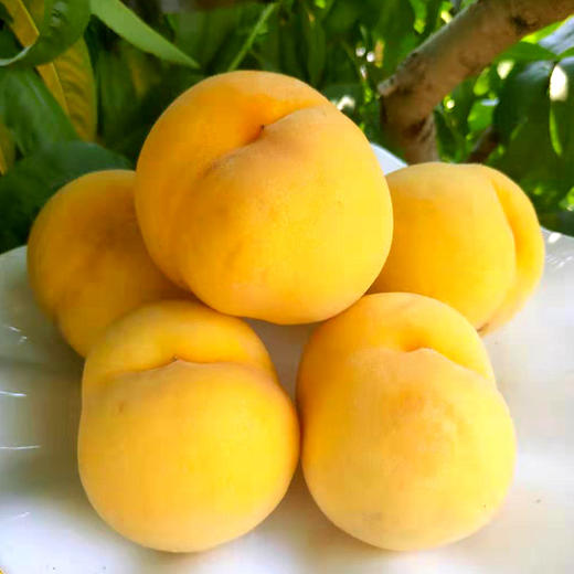 【秒杀】山东黄金水蜜桃黄毛桃4.5斤  商品图1
