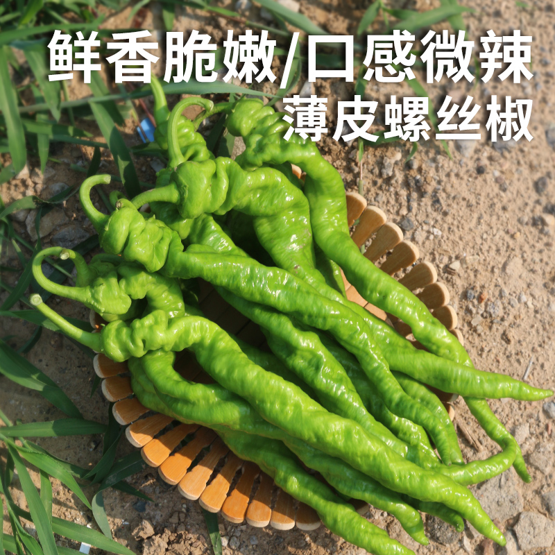 密云新鲜现摘螺丝椒300g 形如螺丝  皮薄微辣 皱皮香辣  青椒  辣椒