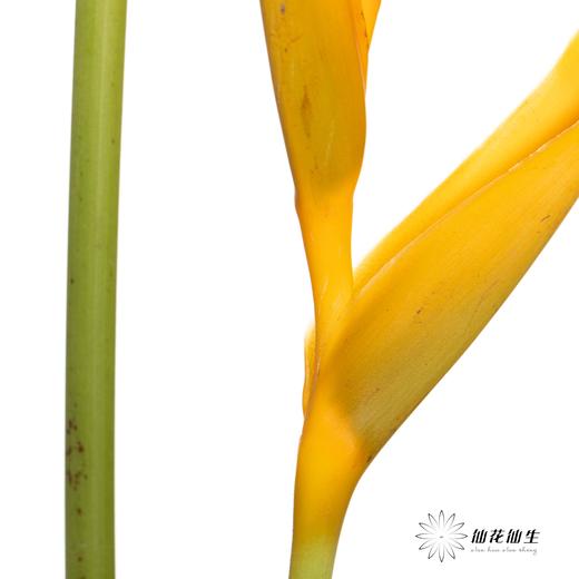 配花 | 黄金鸟【瑕疵不售后】 商品图6