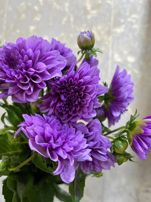 【新花派】大丽花-紫色  5枝/扎 商品图4