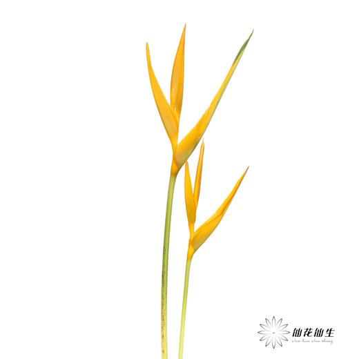 配花 | 黄金鸟【瑕疵不售后】 商品图2