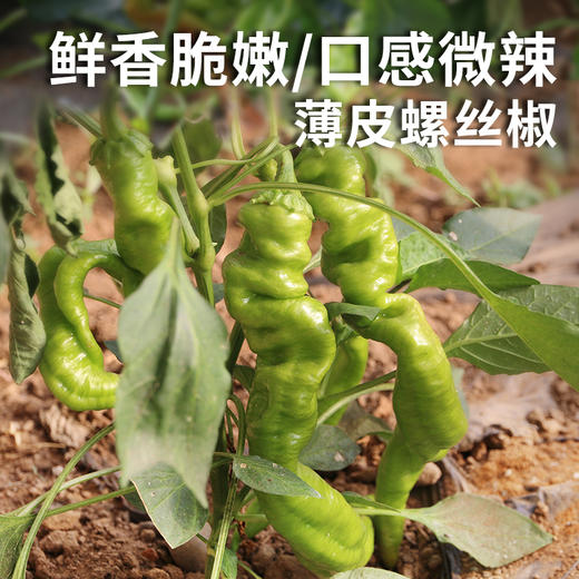 每日现摘 农家螺丝椒 形如螺丝  皮薄脆嫩  口感微辣  辣椒  300g 商品图4