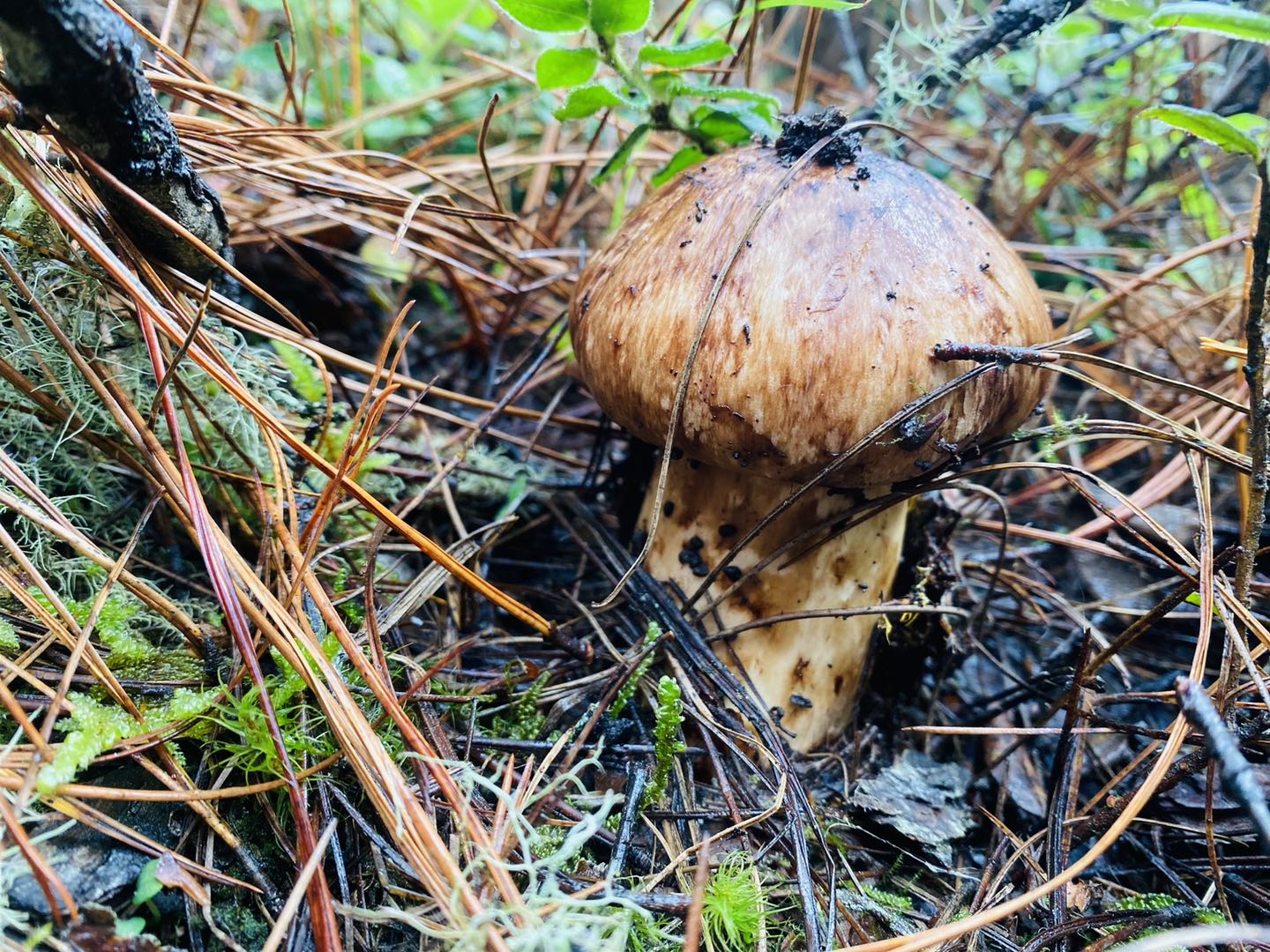 香格里拉鲜野生有机松茸