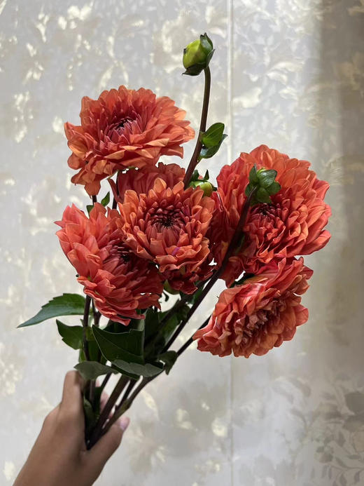 【新花派】大丽花-琳达宝贝（深橙色）5枝/扎 商品图3