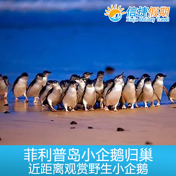 墨尔本菲利普岛观赏小企鹅归巢门票