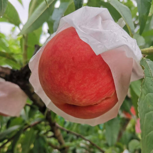 预订〔上海直发包邮35〕水蜜桃（只发江浙沪） 商品图0