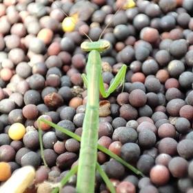  油菜籽好烫jio，小螳螂都跳着走丨6月新鲜事② 