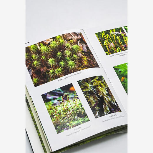 苔藓森林（自然文库） [美]罗宾•沃尔•基默尔 著 孙才真 译 商务印书馆 商品图4