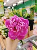 芍药一捆10枝 商品缩略图0