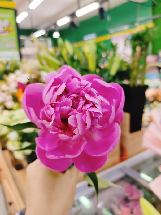 芍药一捆10枝 商品图0