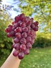 吃葡萄不吐籽！云南小粒【无籽红提葡萄】个大圆润 果肉脆嫩 甜而不腻 不吐核不吐皮 吃的就是快乐~ 商品缩略图0