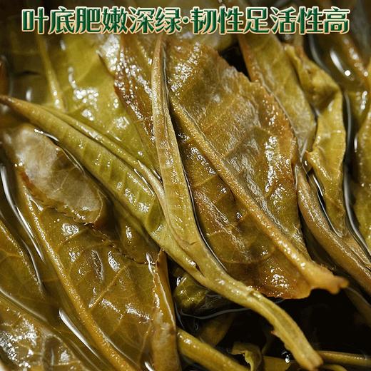 2023春茶吉顺号困鹿山古树800年普洱茶生茶叶礼盒 商品图4