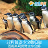 墨尔本菲利普岛观赏小企鹅归巢门票 商品缩略图1