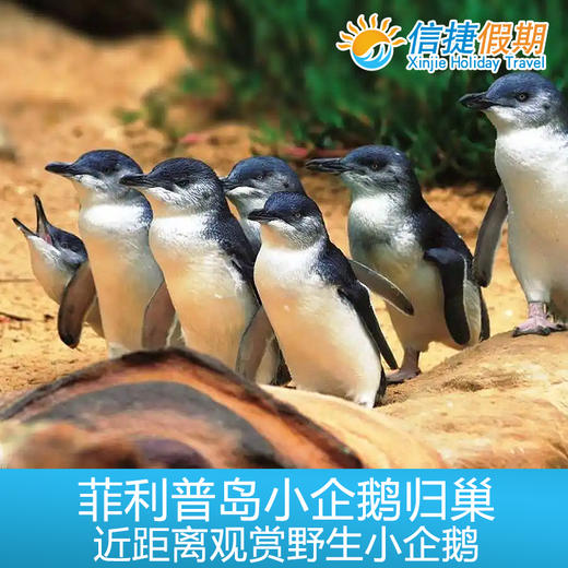墨尔本菲利普岛观赏小企鹅归巢门票 商品图1