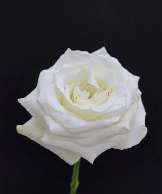 【 拍市玫瑰】骄傲  10枝/扎   约60公分 商品图4