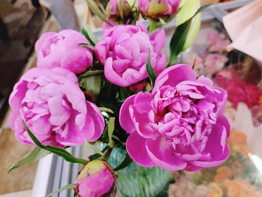 芍药一捆10枝 商品图2