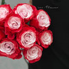 厄瓜多尔进口染色玫瑰花 cherry lips樱桃唇10支 商品缩略图2