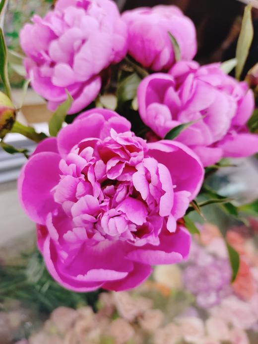 芍药一捆10枝 商品图3