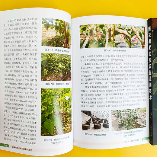 图说南果北移设施栽培技术 商品图3