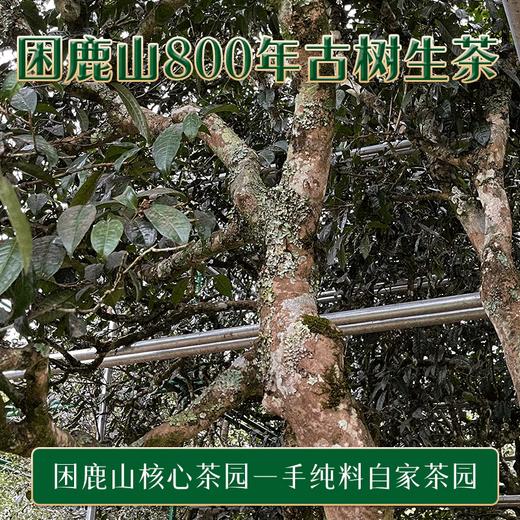 2023春茶吉顺号困鹿山古树800年普洱茶生茶叶礼盒 商品图3