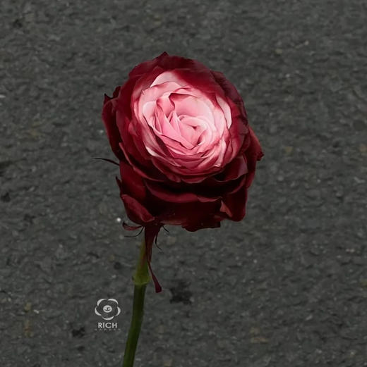 厄瓜多尔进口染色RED WINE红酒玫瑰花10支 商品图3