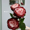 厄瓜多尔进口染色RED WINE红酒玫瑰花10支 商品缩略图2