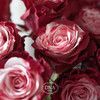 厄瓜多尔进口染色RED WINE红酒玫瑰花10支 商品缩略图1