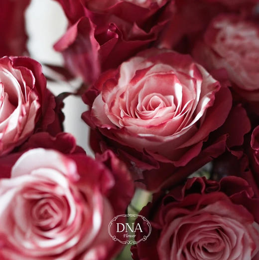 厄瓜多尔进口染色RED WINE红酒玫瑰花10支 商品图1