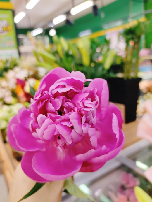 芍药一捆10枝 商品图1