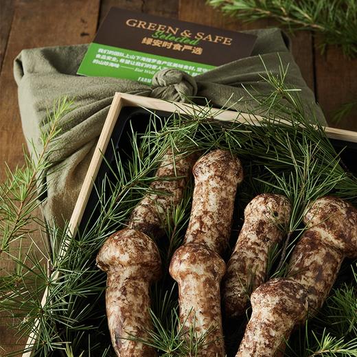 超大野生松茸(10-12cm) Large Matsutake 商品图0